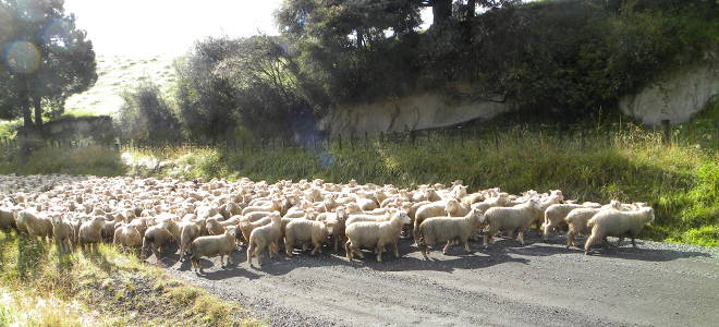 Schafsherde in Irland